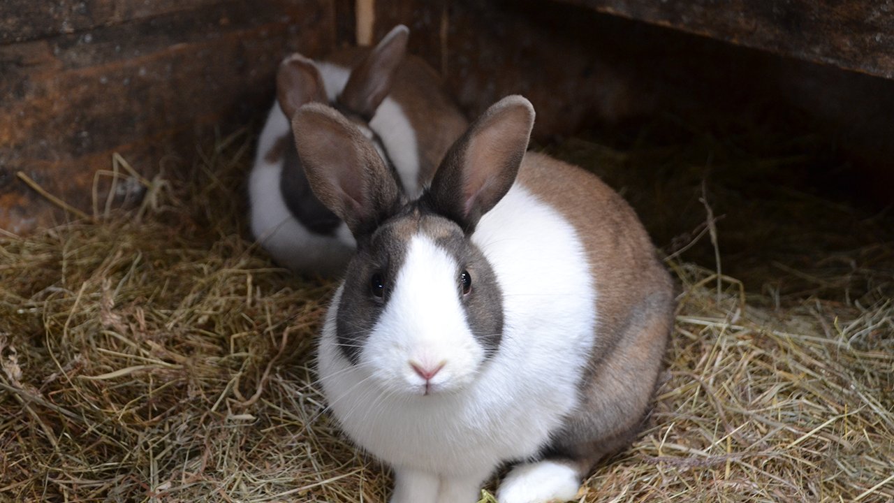 Small animal bedding